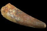 Huge, Spinosaurus Tooth - Composite Tooth #64592-1